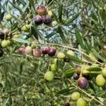 Olio: Redoro rilancia il proprio impegno per rafforzare l’olivicoltura italiana