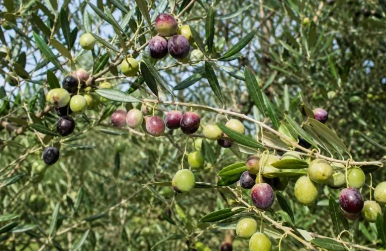 Olio: Redoro rilancia il proprio impegno per rafforzare l’olivicoltura italiana